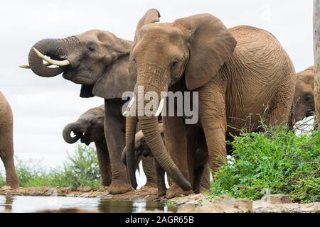 Closeup kleine Gruppe, Familie, Herde von afrikanischen Elefanten (Loxodonta africana) an einer Wasserstelle trinken im Madikwe Game Reserve in Südafrika Stockfoto