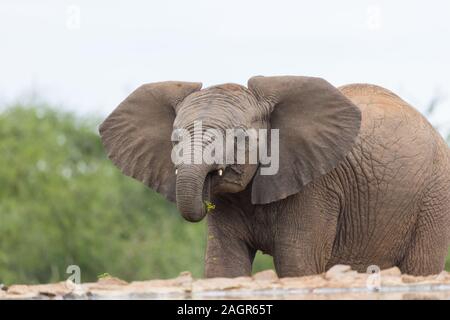 Junge oder jugendlicher Afrikanischer Elefant (Loxodonta africana) mit ein wenig Grün oder der Vegetation in seinen Stamm im Madikwe Game Reserve, Südafrika Stockfoto