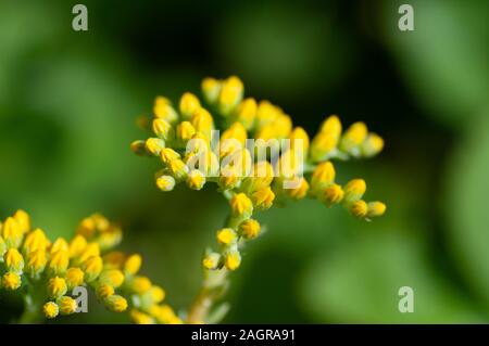 Sedum palmeri Pflanze mit leuchtend gold-gelbe Kleine sternförmige Blüten, hautnah. Palmers sedum ornemental Sukkulenten in Crassulaceae Familie blühen in Stockfoto