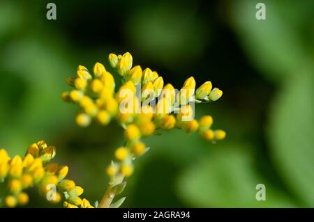 Sedum palmeri Pflanze mit leuchtend gold-gelbe Kleine sternförmige Blüten, hautnah. Palmers sedum ornemental Sukkulenten in Crassulaceae Familie blühen in Stockfoto