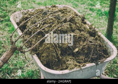 Schubkarre voller Gülle und Heugabel in Garten, getönten Bild Stockfoto