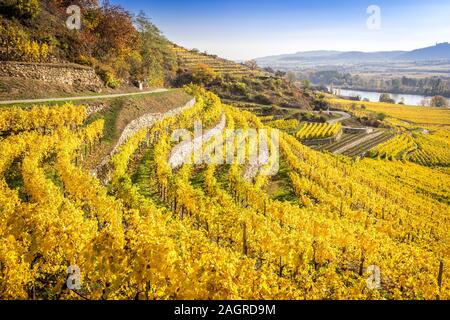 Mit Terrassen im Herbst in der Wachau in Durnstein, Austria Vinyard Stockfoto
