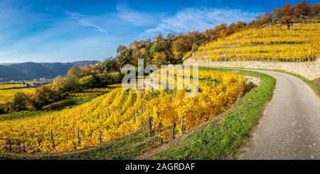 Mit Terrassen im Herbst in der Wachau in Durnstein, Austria Vinyard Stockfoto