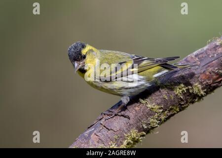 Erlenzeisig thront Stockfoto