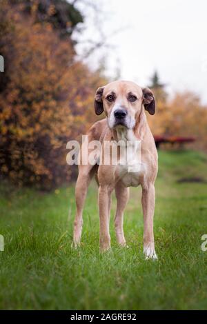 Closeup Portrait einer Lustig Welpe mit seiner Augen halb im Freien geschlossen. Stockfoto