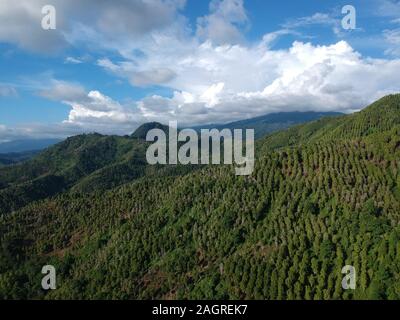 Luftdrohne schoss an einem suunigen Tag in Tolitoli, Indonesien, auf die Farmen von Clove und Bilder von Credit: Muhammad Qadri Anwar Stockfoto