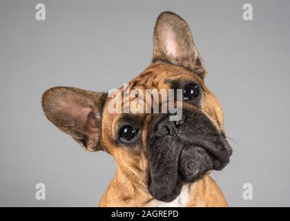 Porträt eines französischen Bulldogge-Hundes (Rüde, 2 Jahre, Zobel) in Großbritannien Stockfoto