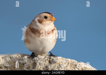 Schneeammer thront Felsen Stockfoto