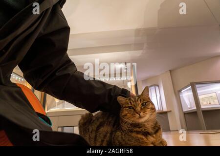 Rom, Italien, 21. November 2019 - diese Katze lebt in epigraphische Museum in diokletiansthermen Gebäude Tempel Stockfoto