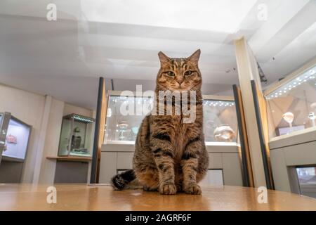 Rom, Italien, 21. November 2019 - diese Katze lebt in epigraphische Museum in diokletiansthermen Gebäude Tempel Stockfoto