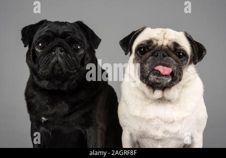 PUG-Pals. GROSSBRITANNIEN. Stockfoto