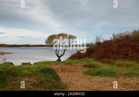 Lone Tree Kenfig Hill Teich Stockfoto