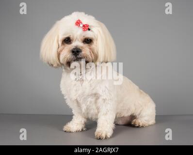 Zuchon / Shichon / Teddybär (eine Kreuzung zwischen einem Bichon Frisé und Shih Tzu). Hündin 3 Jahre alt. Stockfoto