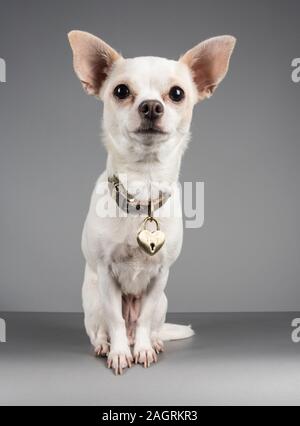 Chihuahua Dog UK (weiblich, 3 Jahre alt) Stockfoto