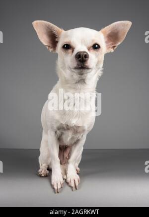 Chihuahua Dog UK (weiblich, 3 Jahre alt) Stockfoto