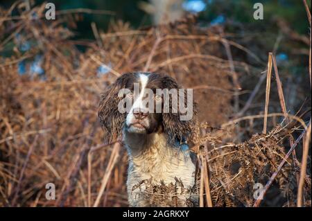 Englisch Springer spaniel Stockfoto