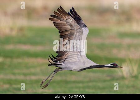 Demoiselle Crane (Anthropoides virgo) hebt ab Stockfoto