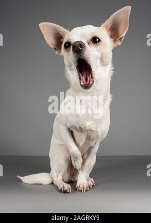 Chihuahua Dog UK (weiblich, 3 Jahre alt) Stockfoto