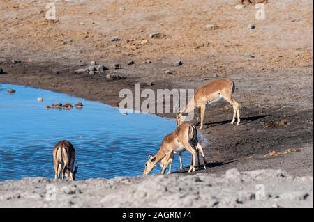 Eine Gruppe von Impalas - Aepyceros melampus - trinken aus einem Wasserloch im Etosha National Park, Namibia. Stockfoto