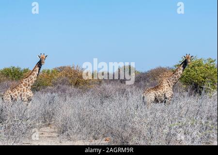 Angolas Giraffa giraffa Giraffen - angolensis - zu Fuß durch die Buchsen des Etosha National Park, Namibia Stockfoto