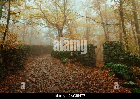 Landschaft mit Nebel in einem Kastanienwald in der Nähe von montanchez. Der Extremadura. Spanien. Stockfoto