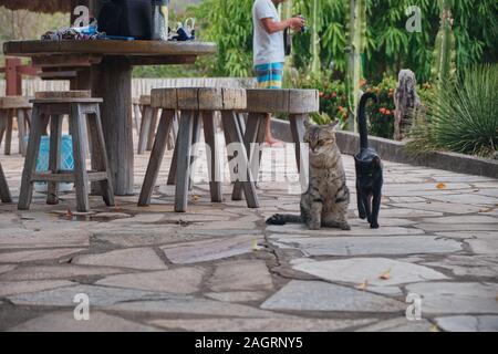 Schwarz und eine braune Katze hängen im Hof Gemeinsam Stockfoto