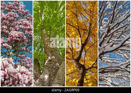 Vier Jahreszeiten in einer Collage. Stockfoto
