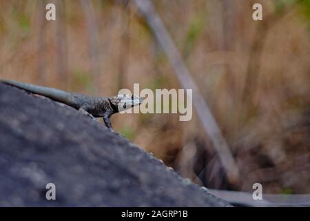 Selektive Aufnahme einer niedlichen Agama, die sich aufhängt Eine Felsformation Stockfoto