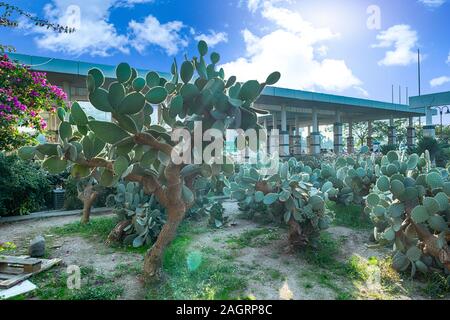 Frische saftige Kakteen closeup auf blauen Himmel. Grüne Pflanze Kaktus mit Stacheln und getrockneten Blumen. Stockfoto