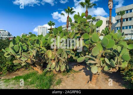 Frische saftige Kakteen closeup auf blauen Himmel. Grüne Pflanze Kaktus mit Stacheln und getrockneten Blumen. Stockfoto