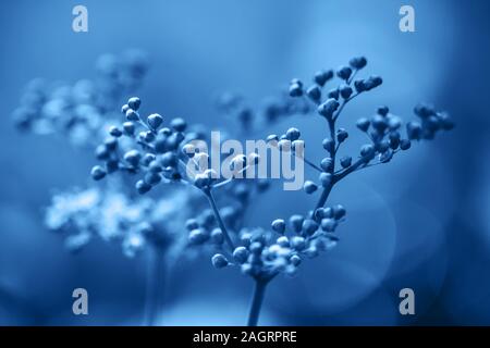 Classic blau Hintergrund. Farbe des Jahres 2020. Knospen, Mädesüß, filipendula ulmaria, Fabrikantenvilla, hautnah. Stockfoto