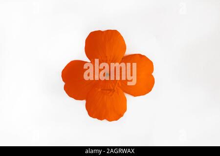 Gelb Orange Blume mit vier Blütenblättern auf weißem Hintergrund Stockfoto