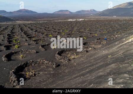 Typische Weinberg auf vulkanischem Boden, La Geria, Lanzarote, Kanarische Inseln, Spanien Stockfoto