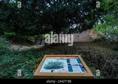 Tejo de Villamardones, Villamardones, Parque Natural de Valderejo, Municipio de Valdegovía, Alava, País Vasco, Spanien. Stockfoto