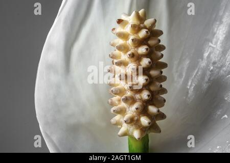 Close-up des Friedens Lily flower Staubfaden Stockfoto