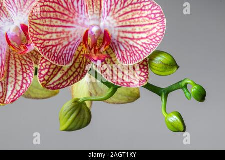 In der Nähe von Rot Phalaenopsis lila Orchidee Blumen und Blüten sowie deren Knospen, geschnitten Stockfoto