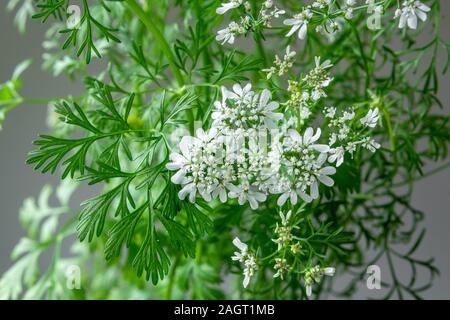 Koriander Blätter und Blüten Nahaufnahme Stockfoto