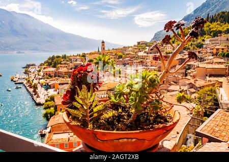 Lebendige Sukkulenten wachsen in einem Blumentopf auf dem Balkon, mit Limone Sul Garda Stadtbild auf Hintergrund. Ufer des Gardasees umgeben von malerischen Norden Stockfoto