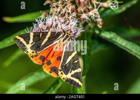 Russischer Bär (Euplagia quadripunctaria) Russische Tiger Moth • Baden-Württemberg, Deutschland, Schmetterling, Tagfalter, Stockfoto