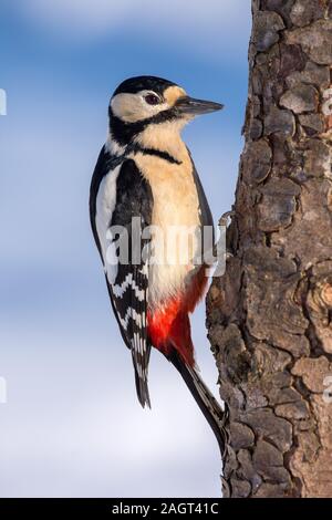 Großer Buntspecht, Dendrocopos major) Weibchen (Buntspecht, weiblich • Baden-Württemberg, Deutschland Stockfoto