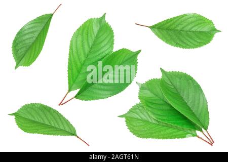 Cherry Blätter auf weißem Hintergrund closeup isoliert. Stockfoto