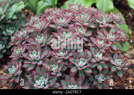 Nahaufnahme von einer Gruppe von Red Velvet Echeveria Sukkulenten mit einem unscharfen Hintergrund Stockfoto