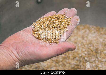 Boden malt Samen. Eine Handvoll von Malz zur Herstellung von Bier in einer männlichen Hand close-up. Kraftpapier brauen aus Gerste Getreide Malz ist blass im Prozess. Stockfoto