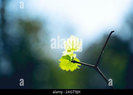 Weinstock mit frischen Flauschige junge Weinblätter im Weinberg Hintergrund Stockfoto
