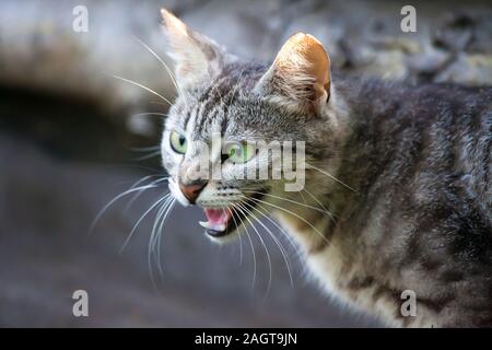 Eine wilde und böse Katze in der Bedrohung durch Sprengung Stockfoto