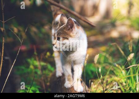 Flauschige ginger tabby Katze zu Fuß auf alten hölzernen anmelden Stockfoto