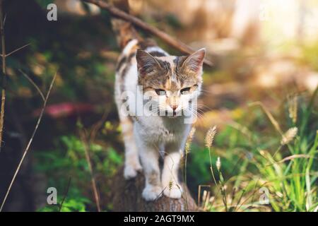 Flauschige ginger tabby Katze zu Fuß auf alten hölzernen anmelden Stockfoto