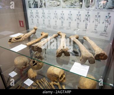 Asowschen Meer, Russland - Juli 27, 2019: Teile des Skeletts des prähistorischen Menschen bei Ausgrabungen gefunden. Exponate des Asowschen historischen archäologischen und Stockfoto