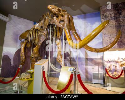 Asowschen Meer, Russland - 27. Juli 2019: Die steppe Mammoth in der Kagalnitsky sand Steinbruch entdeckt. Exponat des Asowschen Paläontologisches Museum. Stockfoto