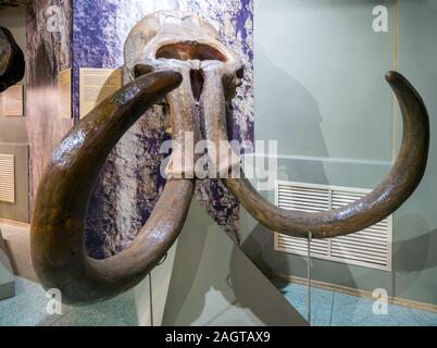 Asowschen Meer, Russland - Juli 27, 2019: Schädel des Khazar Mammut. Exponat des Asowschen historischen archäologischen und paläontologischen Museum. Stockfoto